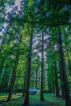 Metasekoya Forest (Mizumoto Park). Shooting Location: Katsushika-ku, Tokyo