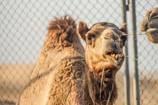 Of the Arabian desert camel (United Arab Emirates). Shooting Location: Dubai