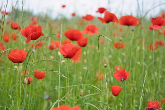 Corn poppy in a cornfield with red petals. Red splashes of color in green surroundings. Wild flower from nature.