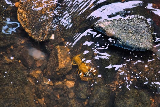 Crayfish in a stream on gravel with stones. Crayfish in nature. Delicacy to eat. Wild animal in Scandinavia