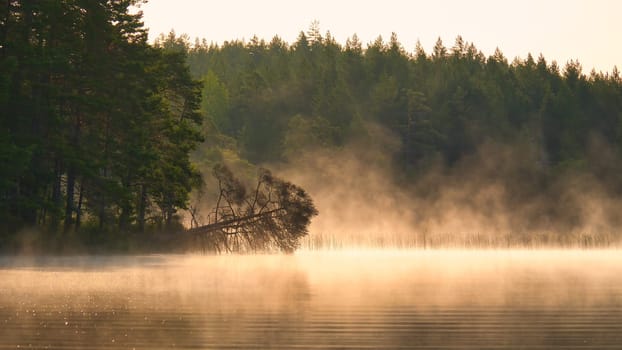Fog damage over a lake in Sweden. Dead tree protruding into the water at dawn. Scandinavian nature