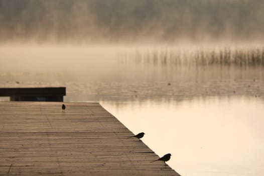 Romantic morning atmosphere at a lake with a jetty reaching into the water on which wagtails sit. Nature in Sweden, Scandinavia