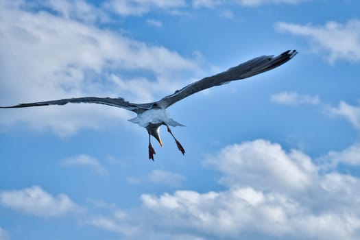 Seagull flying in the sky. White clouds in the background. Bird from the coast. Animal photo from nature of a seagull