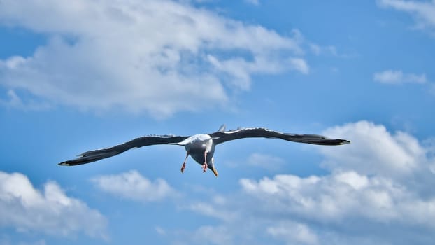 Seagull flying in the sky. White clouds in the background. Bird from the coast. Animal photo from nature of a seagull