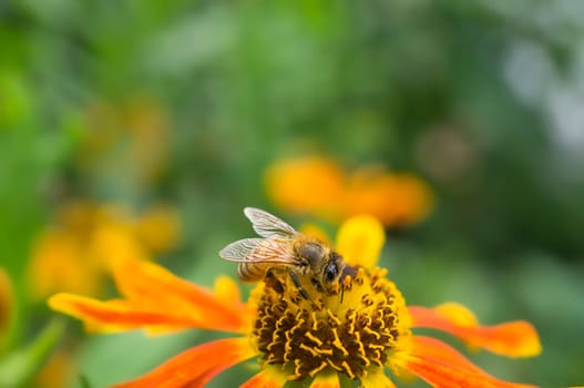 Honey bee collecting nectar on a flower. Insect photo from nature. Animal Photo