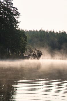 Fog damage over a lake in Sweden. Dead tree protruding into the water at dawn. Scandinavian nature