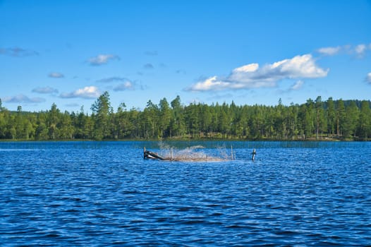 Lake in sweden with blue sky and white clouds in front of blue water. Trees on the shore. Nature from Scandinavia
