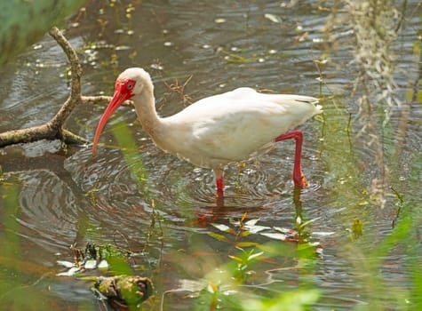A White Ibis Walking Through the Shallows in Brazos Bend State Park in Texas