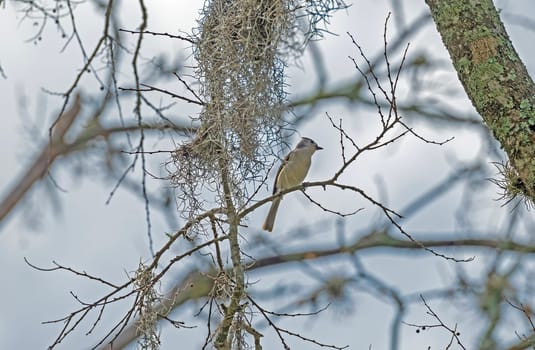 A Tufted Titmouse in the Spanish Moss in Brazos Bend State Park in Texas