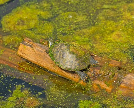 A Slider Turtle Sunning Itself in Brazos Bend State Park in Texas