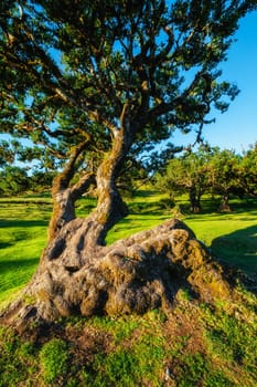 Centuries-old til trees in fantastic magical idyllic Fanal Laurisilva forest on sunset. Madeira island, Portugal