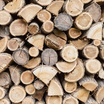 Firewood background. Preparation of firewood for the winter. Stacks of firewood in the forest. Pile of firewood.