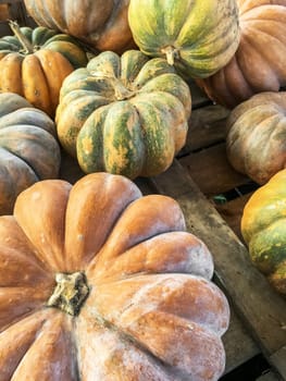 Collection of pumpkins of different colors. Autumn harvest. Halloween event. Nature and well-being.
