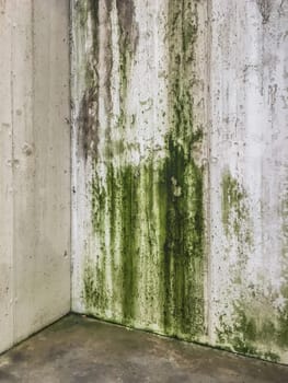 Wall damaged by moisture, mold, moss. Poor living conditions. The problem with high humidity, the fight against the fungus.