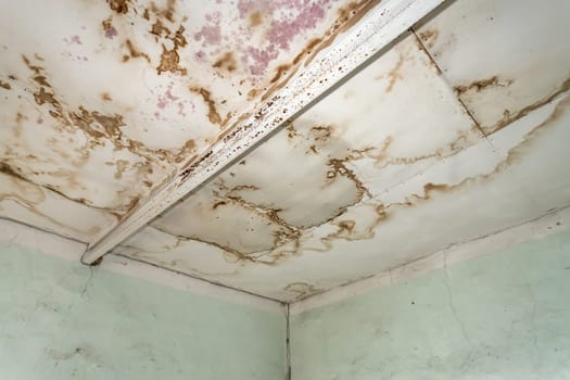 Strong mildew in large stains is located on interior wall in apartment