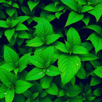 A vibrant cluster of fresh mint leaves displays a rich green color. The leaves are healthy and glistening, showcasing a lush growth in a natural environment.