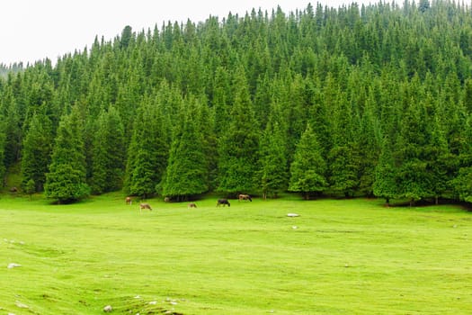 few free-range grass-fed cows are grazing near spruce forest at the mountain hills at rainy summer day in Grigoryevskoye gorge in Kyrgyzstan