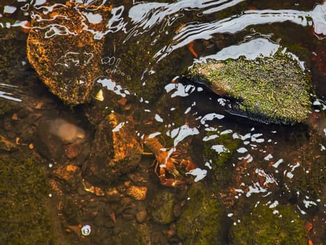 Crayfish in a stream on gravel with stones. Crayfish in nature. Delicacy to eat. Wild animal in Scandinavia