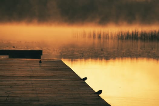 Romantic morning atmosphere at a lake with a jetty reaching into the water on which wagtails sit. Nature in Sweden, Scandinavia