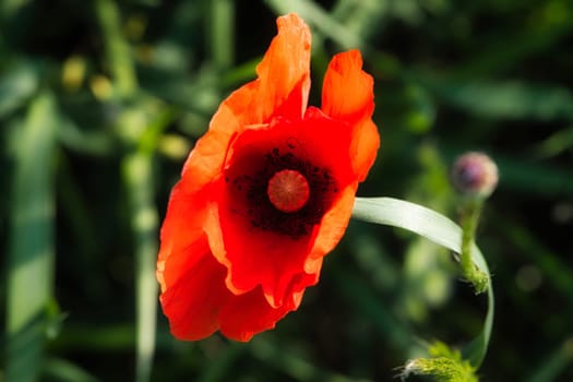 Corn poppy in a summer meadow with red petals. Wildflower from nature. Red splashes of color in green surroundings