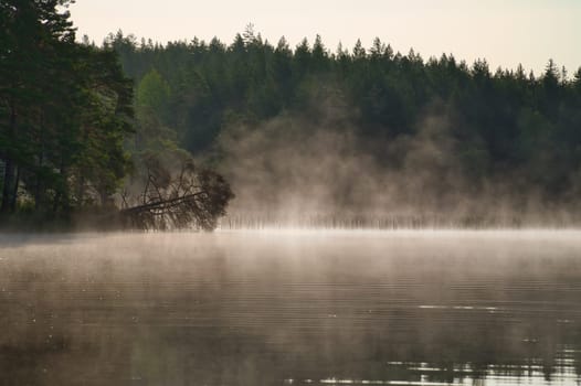 Fog damage over a lake in Sweden. Dead tree protruding into the water at dawn. Scandinavian nature