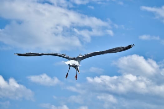 Seagull flying in the sky. White clouds in the background. Bird from the coast. Animal photo from nature of a seagull