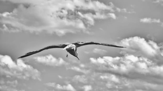 Seagull flying in the sky. White clouds in the background in black and white. Bird from the coast. Animal photo from nature of a seagull
