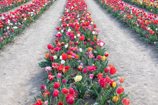 Blooming tulips field in Holland, springtime - beautiful multicolored background, sunlight