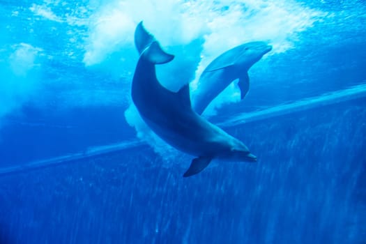 Dolphins couple swimming in aquarium. Blue light, underwater picure