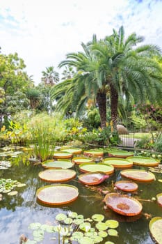 Aquatic garden with water lilies and palms. Tranquil outdoor for relax.