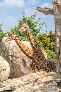 Natural reserve in Kenya. Couple of giraffes in safari park. Wildlife animals in savanna.