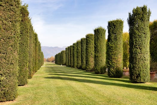 Trees perspective, green grass and blue sky. Sunlight, nobody, natural environment