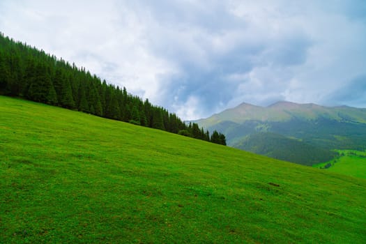 green mountain slope with spruce forest at its edge at rainy summer day in Grigoryevskoye gorge in Kyrgyzstan