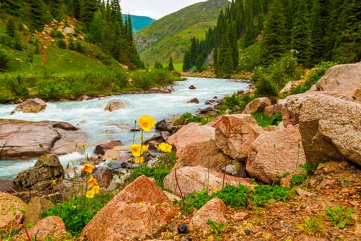 Yellow Papaver nudicaule, the Iceland poppy at the bank of mountain river landscape at rainy summer day.