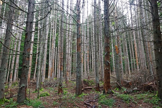 Broken dead trees in a forest in Bavaria, caused by the bark beetle