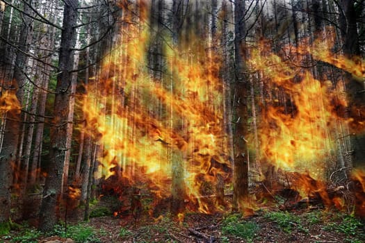 Danger of forest fires in severe drought due to hot weather