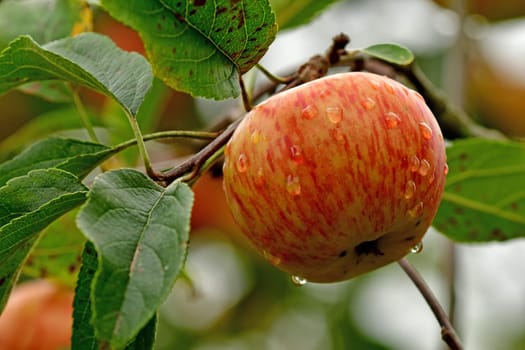 ripe apple with dew drops on a tree