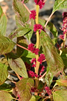 Amarant, healthy food of the Aztec in summer in Germany
