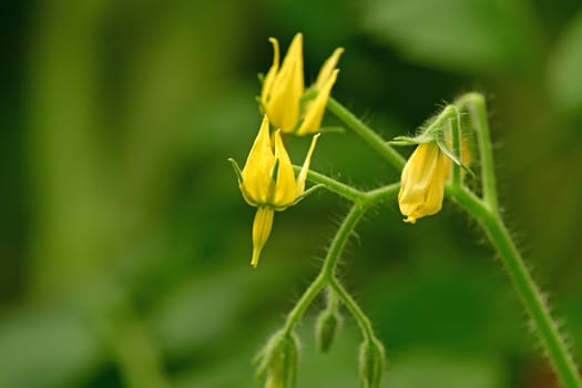 tomato plant with flowers in summer with green blurred background