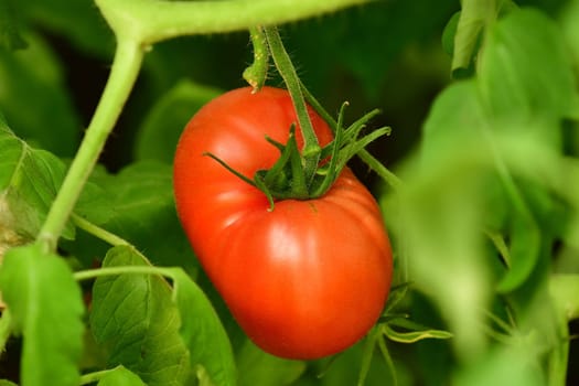 tomato, ripe fruit on a plant