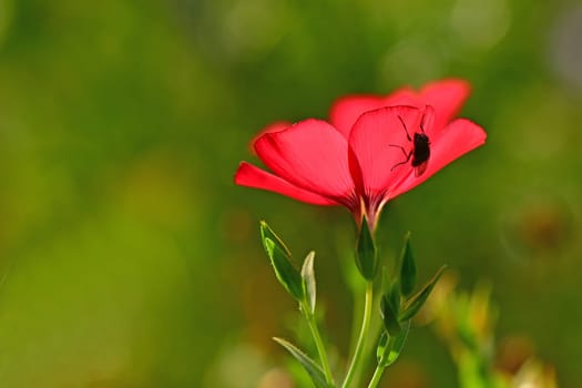 red flax with common fly in backlit