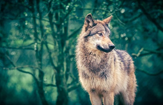 Grey wolf also known as Timber wolf in the forest