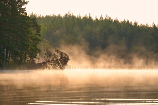 Fog damage over a lake in Sweden. Dead tree protruding into the water at dawn. Scandinavian nature