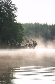 Fog damage over a lake in Sweden. Dead tree protruding into the water at dawn. Scandinavian nature