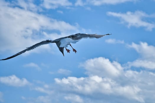 Seagull flying in the sky. White clouds in the background. Bird from the coast. Animal photo from nature of a seagull