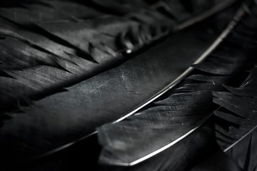 Halloween background with black raven feathers on dark grunge backdrop. Horror gothic abstract design with copyspace. Closeup of bird wing texture.