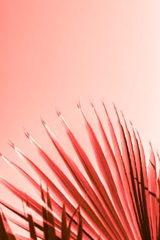 Branches of palm tree under the sunlight sky toned in living coral color of the year 2019