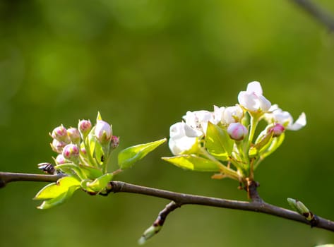 A shrub in full bloom in spring. Many white flowers on a shrub.