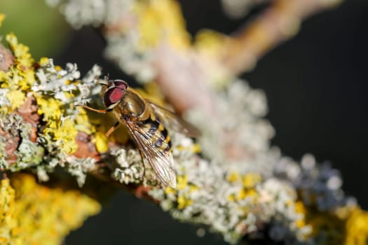 A close-up of a hoverfly on the blossoms of a tree.