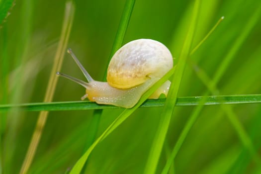 A small yellow snail on a blade of grass.